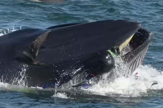 В Сети появилось видео попытки кита проглотить дайвера у берегов ЮАР