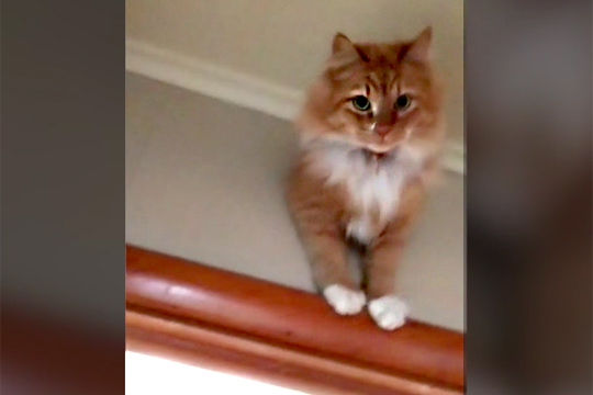 Любопытный кот застрял в стене после прыжка