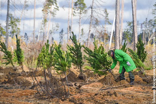 Глава Рослесхоза: Уральские леса будут восстанавливать со скоростью 15 млн саженцев в год