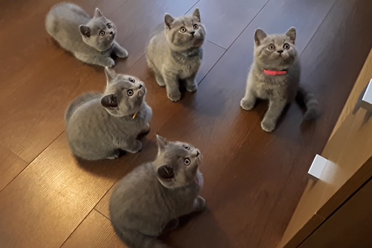 Играющие с йо-йо котята покорили пользователей Сети
