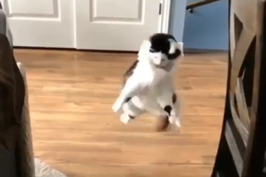 Прыгающий как Марио кот покорил пользователей Сети