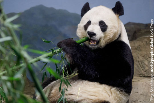 Московский зоопарк купит двух больших панд