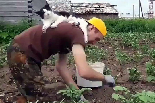 «Помогающий» хозяину в огороде кот рассмешил пользователей Сети