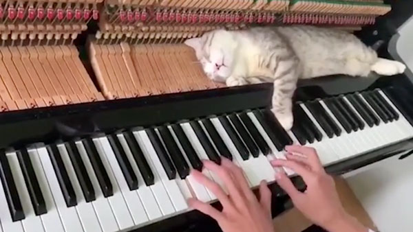 Уснувший в фортепиано во время игры кот удивил пользователей Сети