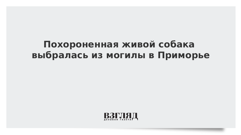 Похороненная живой собака выбралась из могилы в Приморье