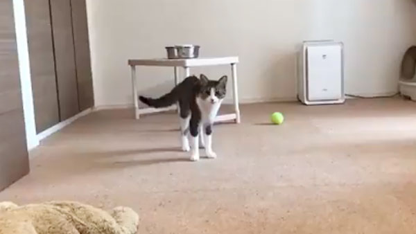 Танцующий брейк-данс кот попытался поймать свой хвост и покорил соцсети