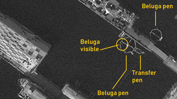 Российскую «базу по подготовке китов-шпионов» сняли со спутника