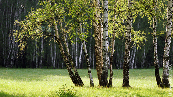 В центре Москвы появится березовый лес