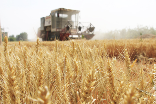 Аналитики предсказали рост цен на российскую пшеницу свыше 200 долларов