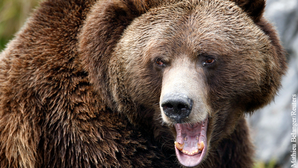 Мужчина откусил язык напавшему на него медведю в Туве