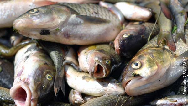 Названа причина массовой гибели рыбы в Москве