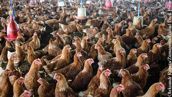 Япония собралась разрешить импорт российской курятины