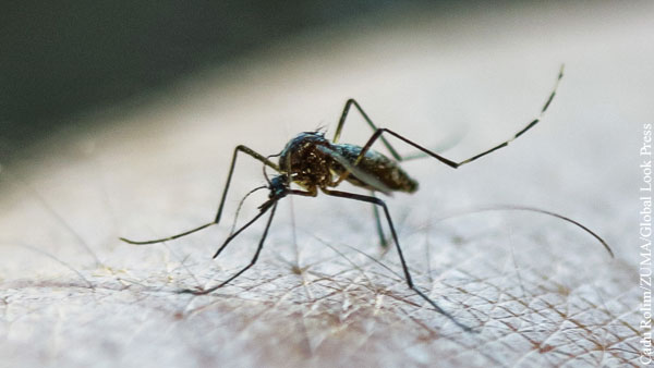 Ученые выяснили, как комары ищут цель для укуса