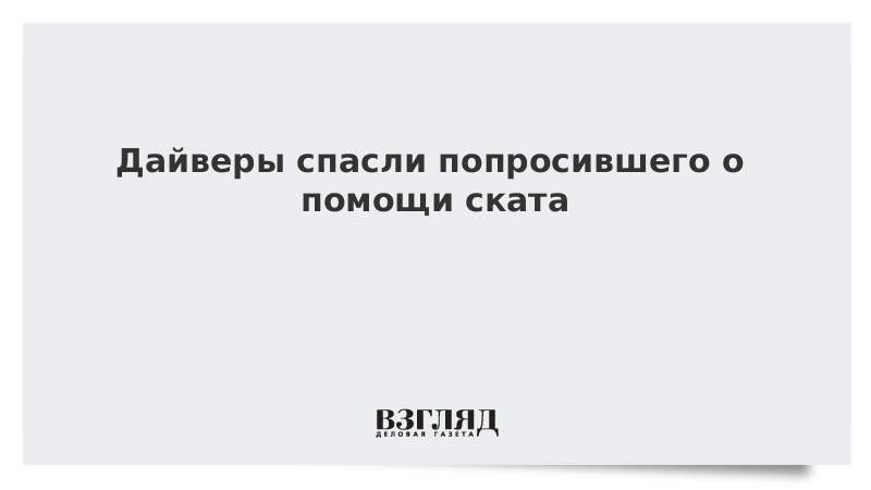 Дайверы спасли попросившего о помощи ската