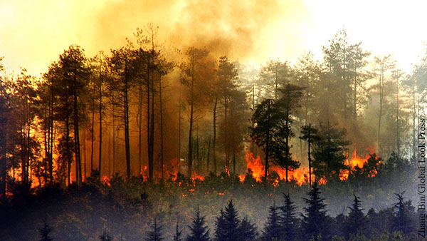 В трех регионах ввели режим ЧС из-за лесных пожаров