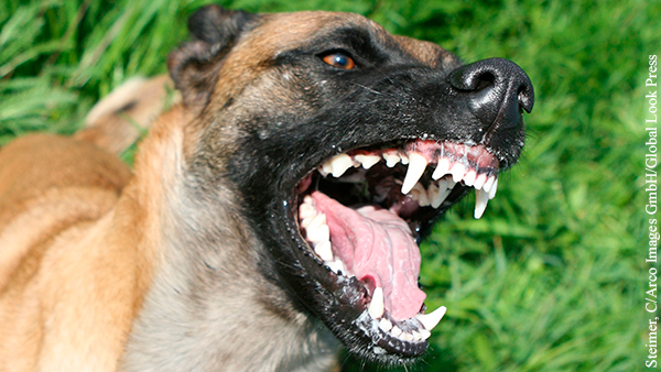 Кинолог: За соблюдением закона о потенциально опасных собаках некому следить