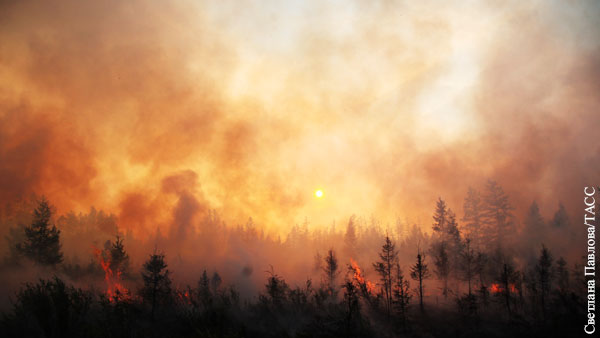 Немецкий специалист по лесным пожарам сказал, нужно ли тушить Сибирь