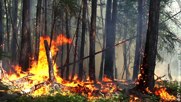 Фонд дикой природы оценил последствия пожаров для флоры и фауны Сибири