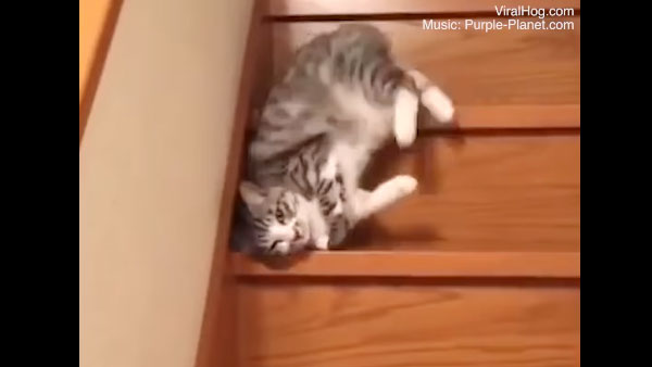 «Самый ленивый в мире» кот покорил соцсети