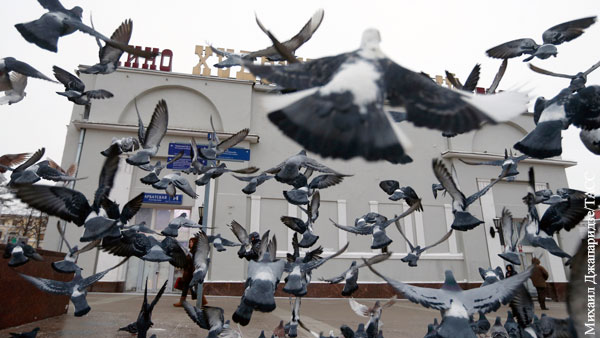 Эксперт усомнился в данных о росте числа голубей в Москве