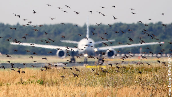 Как пассажирские самолеты защищают от птиц?