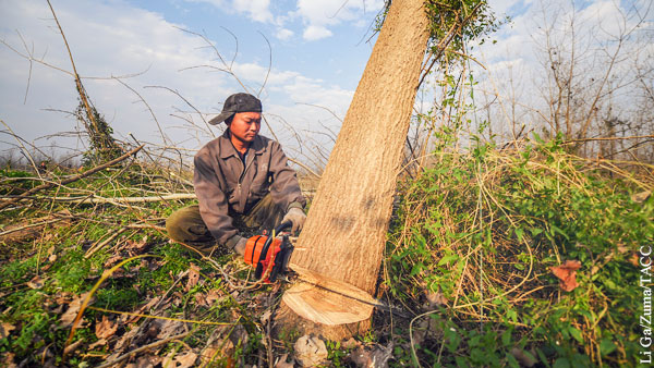 Политика: Россия предложила Китаю подумать о сибирских лесах