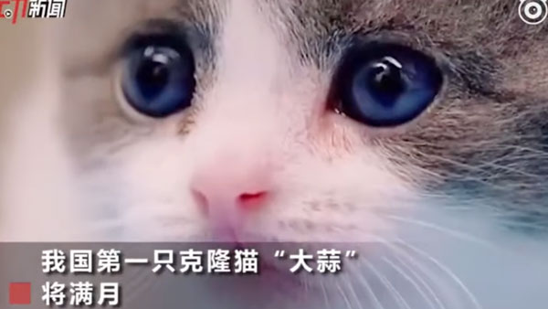 Первый в мире клонированный котенок покорил Сеть