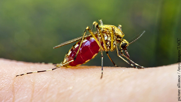 Роспотребнадзор оценил угрозу эпидемии лихорадок из-за комаров
