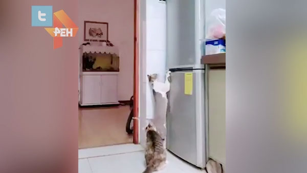 Видео ограбления холодильника двумя котами рассмешило соцсети