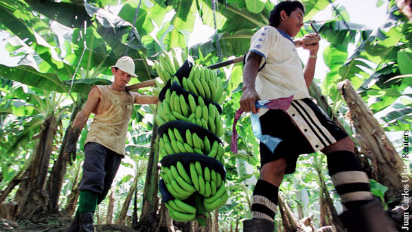 Ученые предсказали дефицит бананов на Земле