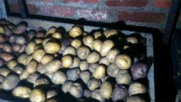 Жильцы дома погибли от испарений сгнившего в подвале картофеля под Челябинском